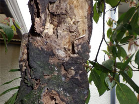立木の被害