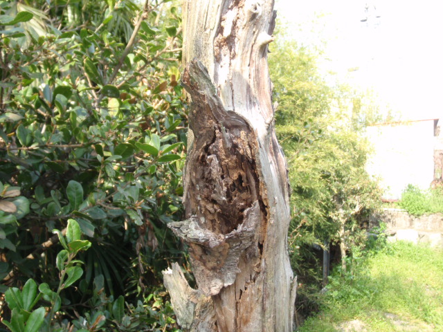 裏庭の立木被害