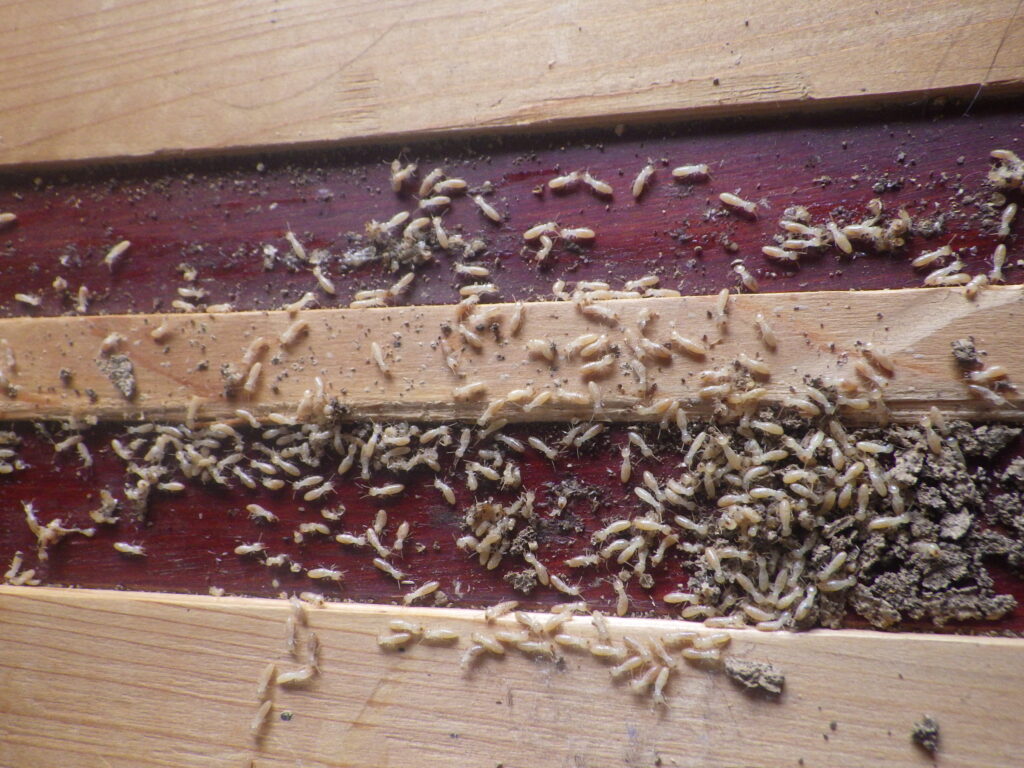 白蟻を見たことない人へ これがシロアリだ ヤマトシロアリとイエシロアリの写真付き 株式会社友清白蟻